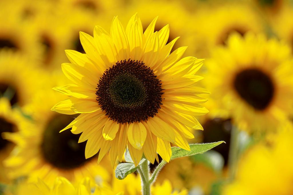 When to plant&nbsp;sunflowers?