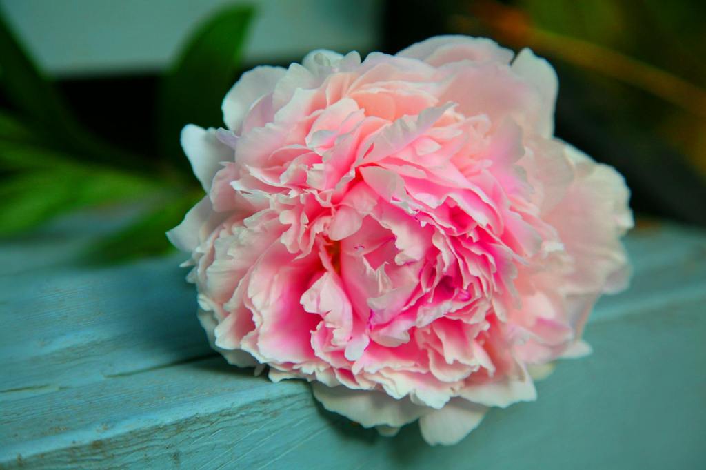 When do peonies come&nbsp;out?