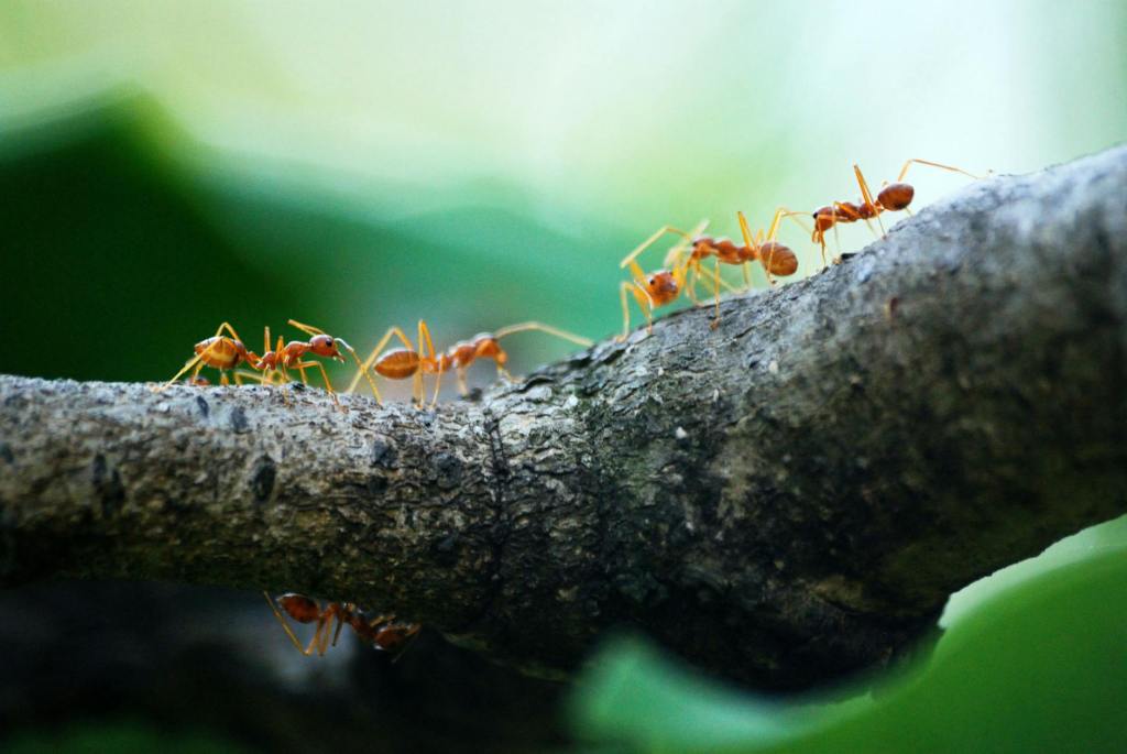 Dealing with Ants in the House: A Comprehensive Guide to Eliminating the Tiny&nbsp;Intruders