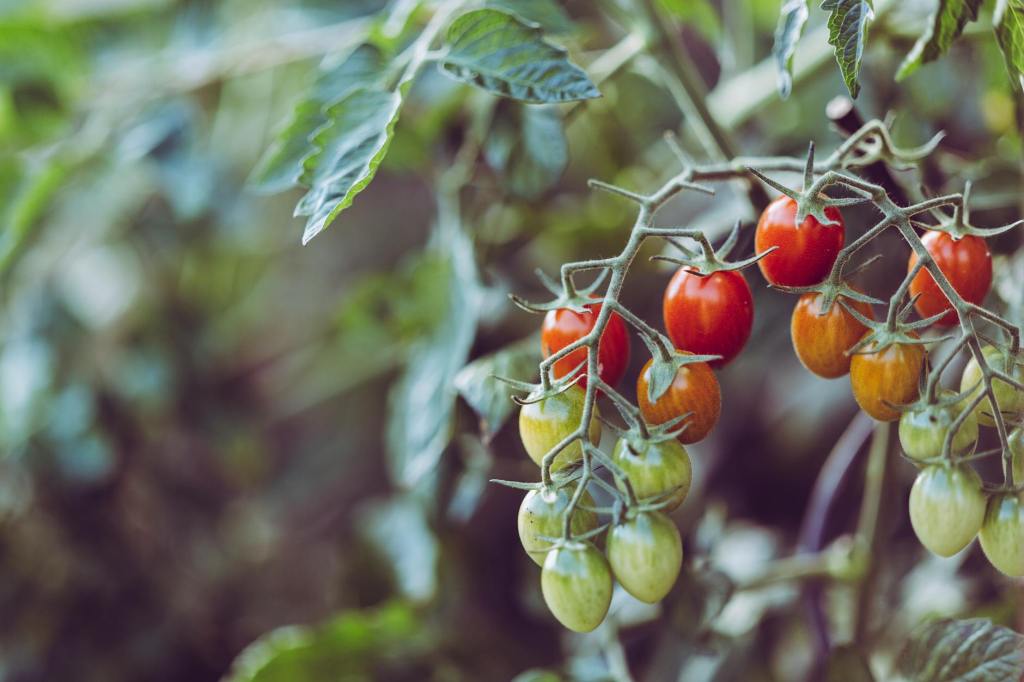When should you plant&nbsp;tomatoes?