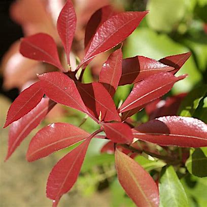 When to Prune Photinia Red Robin: Timing Tips for a Thriving&nbsp;Garden