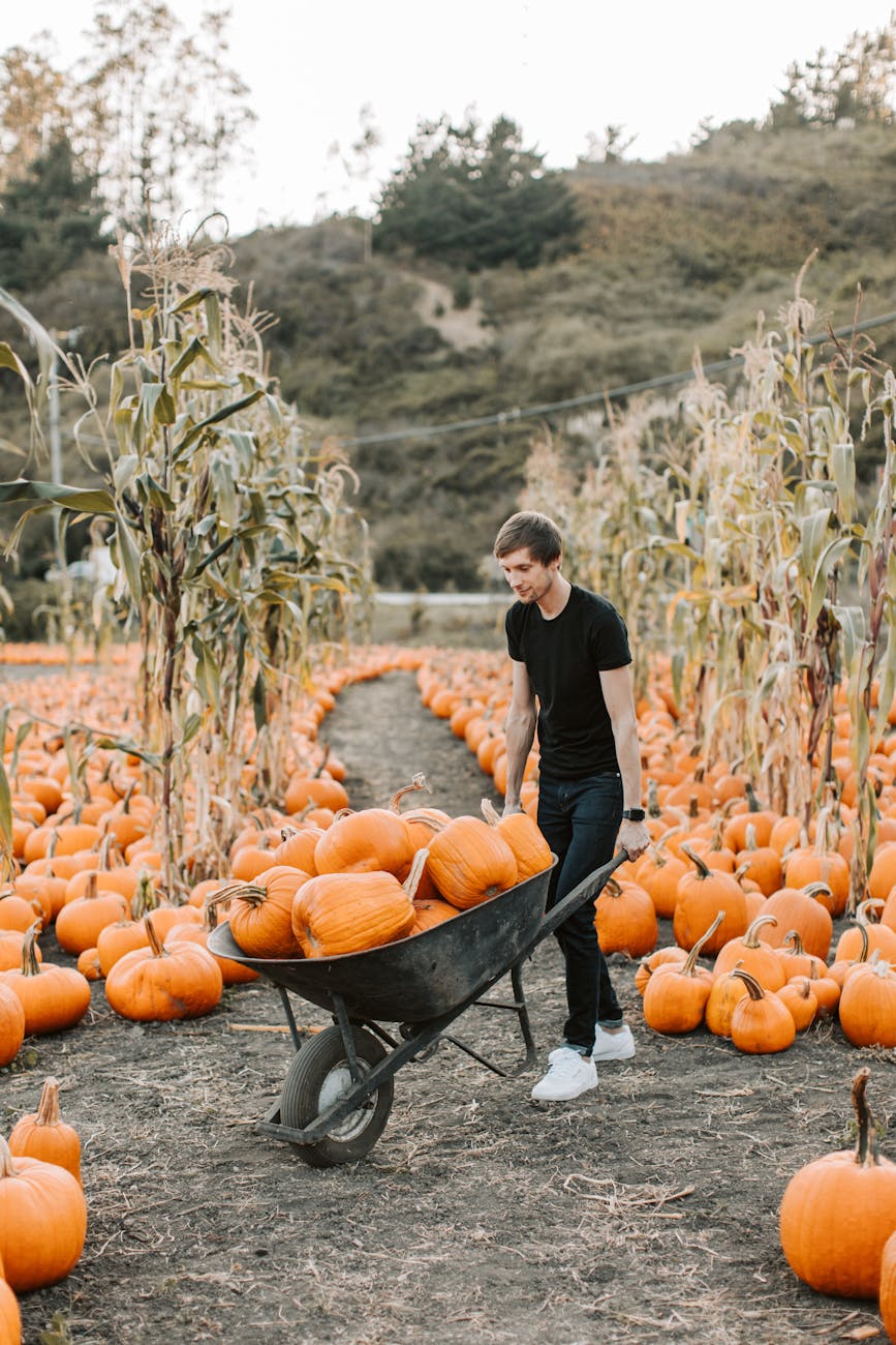 The Perfect Time to Plant Pumpkins: A Guide for&nbsp;Beginners