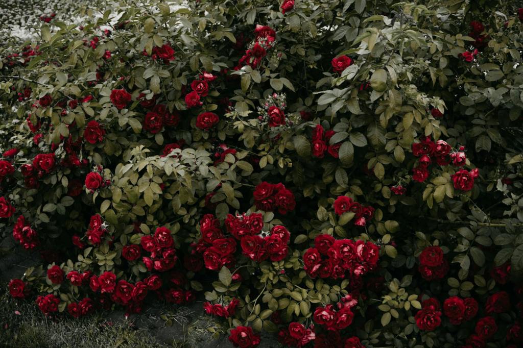 When to plant Rose&nbsp;Bushes?