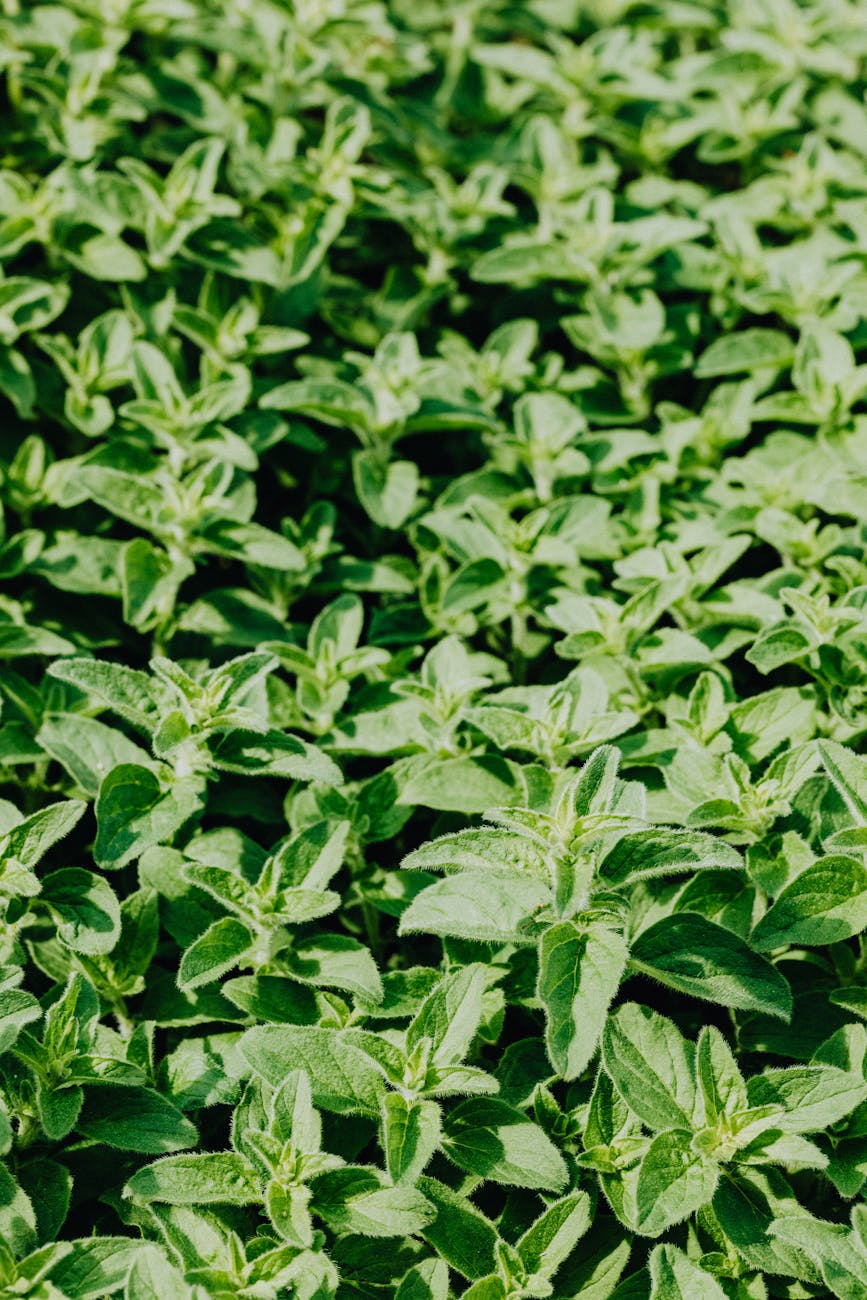 How to Grow Herbs Indoors and Outdoors This&nbsp;Spring